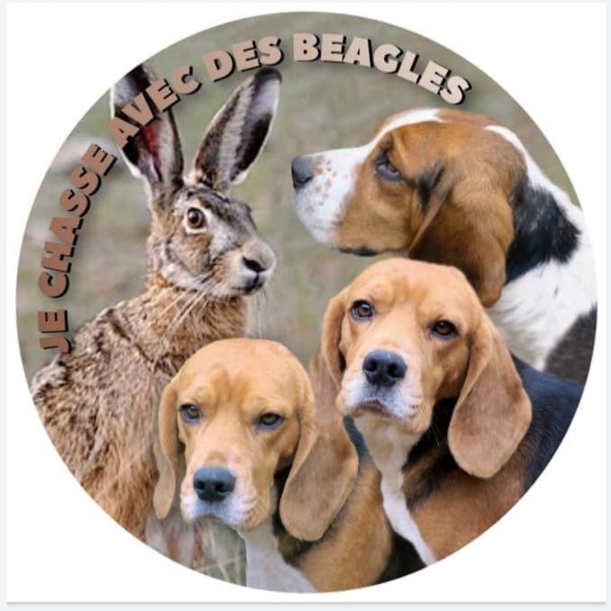 beagle-et-lievre-zoom