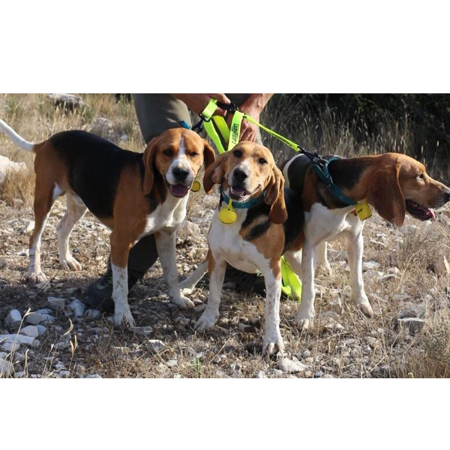 photo-pres-laisse-hunteur-150-tripleur-CANIHUNT-03