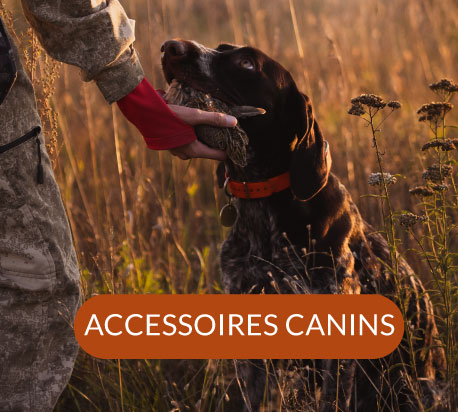 Accessoires canins