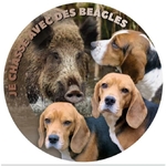 beagle-et-sanglier-zoom
