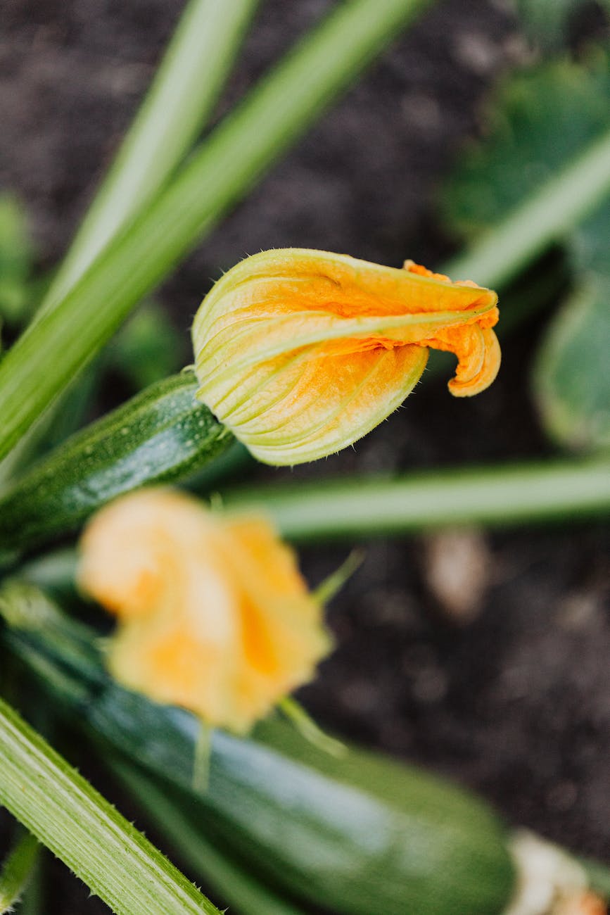 Photos gratuites de centrale, courgette, courgettes