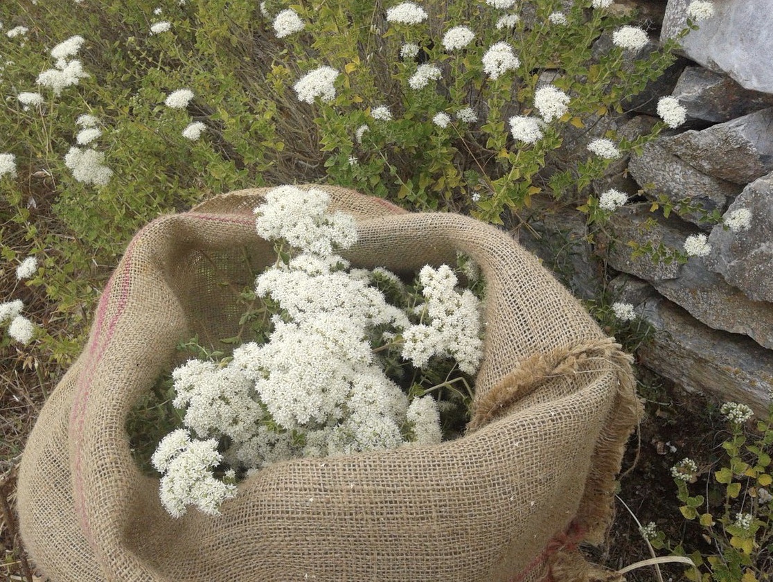 ORIGAN_SAUVAGE_AMORGOS1