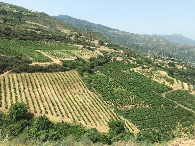 Tetramythos_Domaine