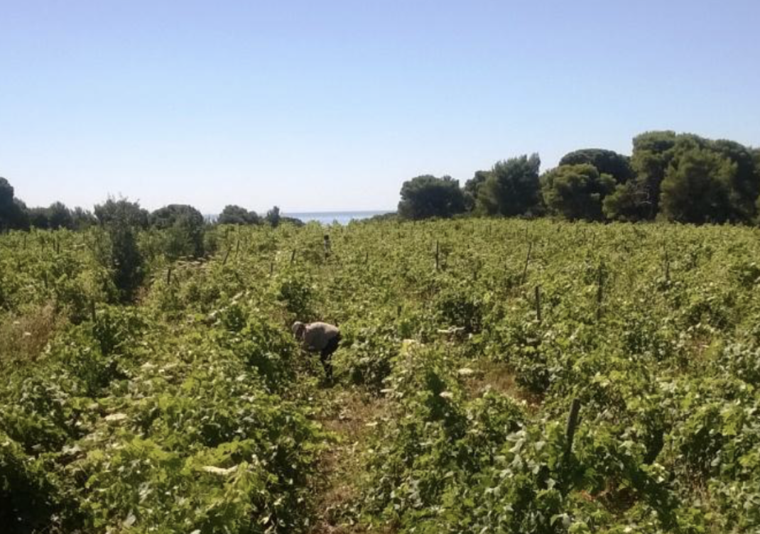 GEORGAS_VIN_RESINE_RETSINA_BIO_8