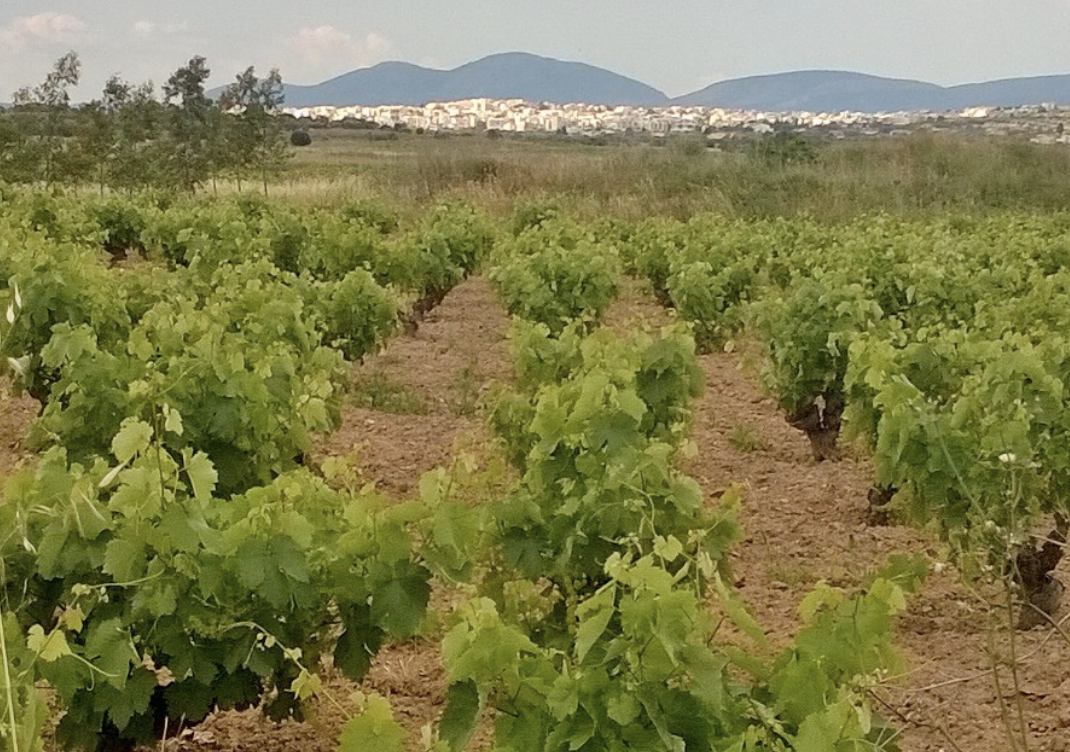 GEORGAS_VIN_RESINE_RETSINA_BIO_9