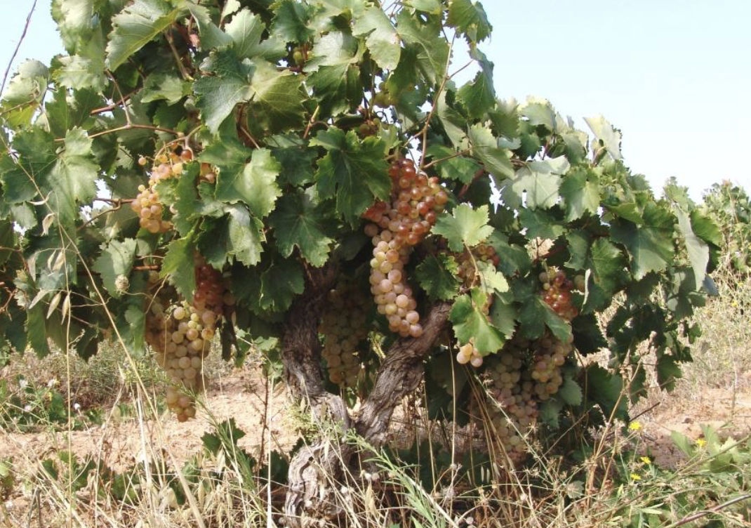 GEORGAS_VIN_RESINE_RETSINA_BIO_11