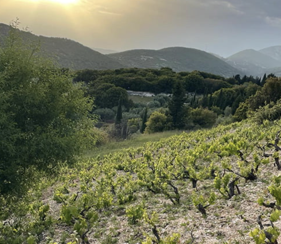 SARRIS_PANOS_2
