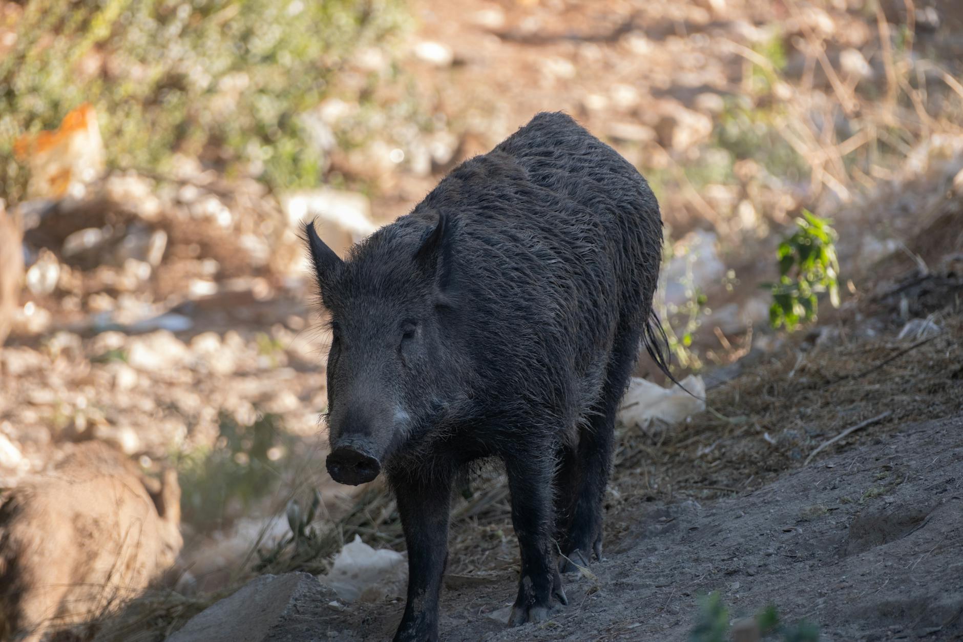 Porc Noir MOULKIOTIS 2