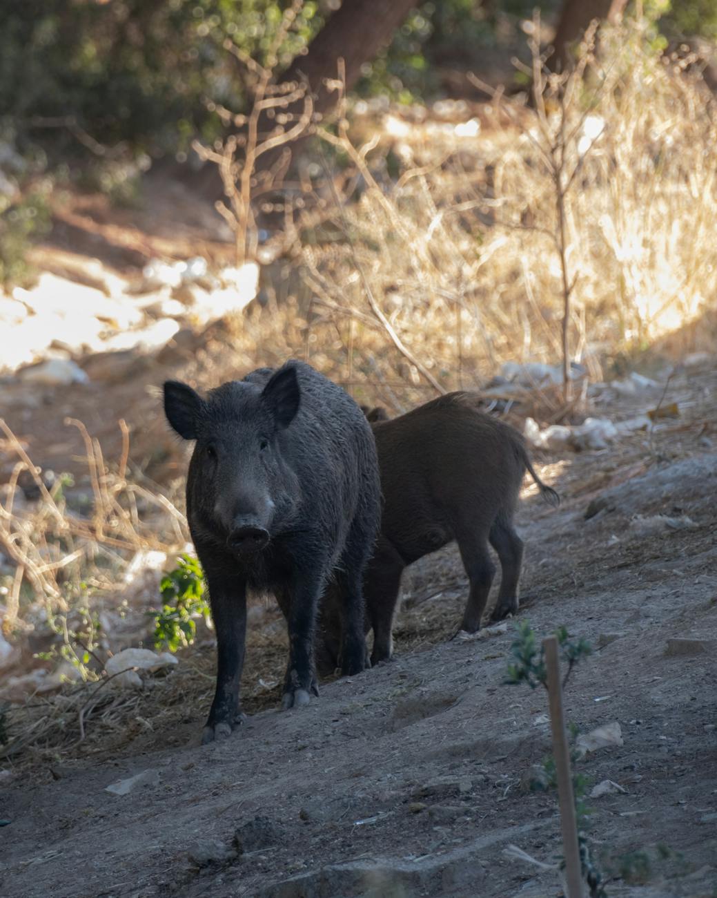 Porc Noir MOULKIOTIS 3