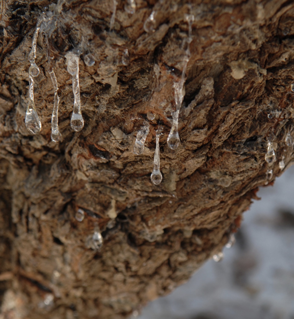 Mastic1