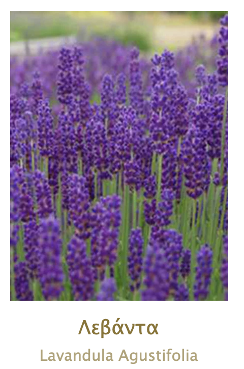 LAVANDE AEGEAN HERBS