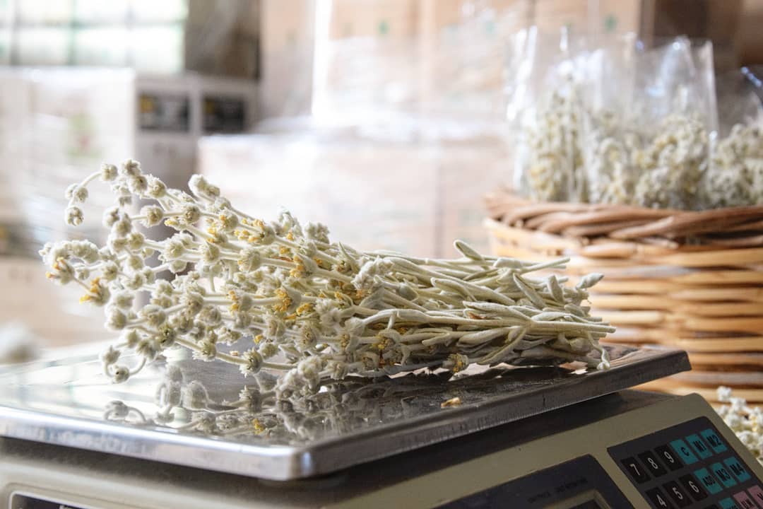 MALOTIRA BIO de Crète Sideritis Syriaca en latin appelé Tsaï tou Vounou en Grèce 20g AEGEAN HERBS 1