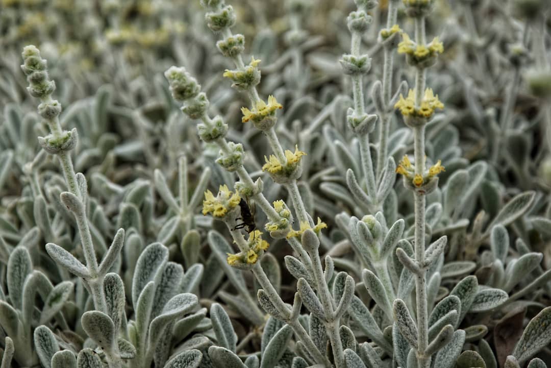 MALOTIRA BIO de Crète Sideritis Syriaca en latin appelé Tsaï tou Vounou en Grèce 20g AEGEAN HERBS 2