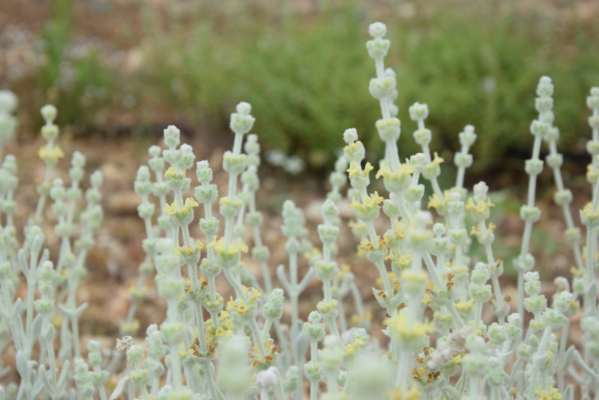 MALOTIRA BIO de Crète Sideritis Syriaca en latin appelé Tsaï tou Vounou en Grèce 20g AEGEAN HERBS 3
