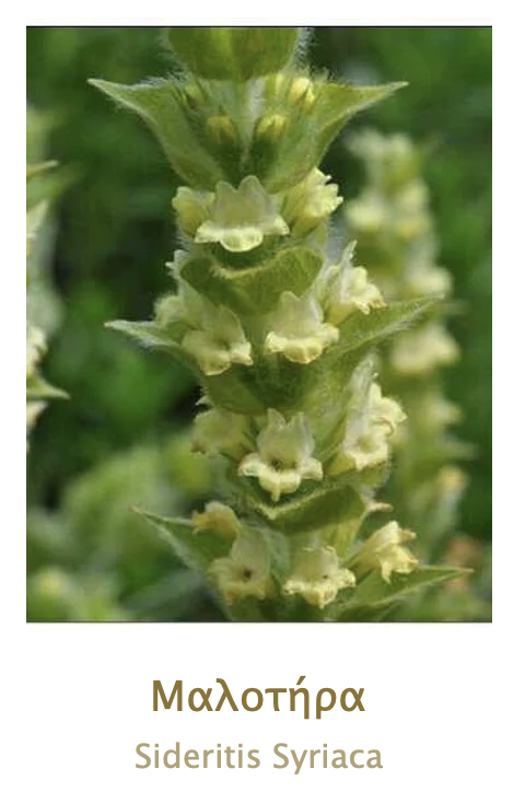 MALOTIRA BIO de Crète Sideritis Syriaca en latin appelé Tsaï tou Vounou en Grèce 20g AEGEAN HERBS