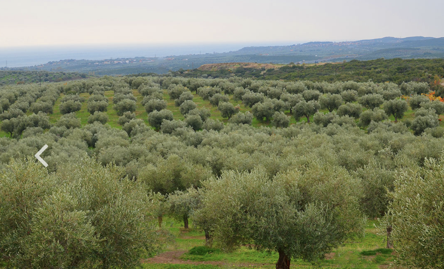 KONOS EVOO MAKRIS Domaine MICHELIS 9