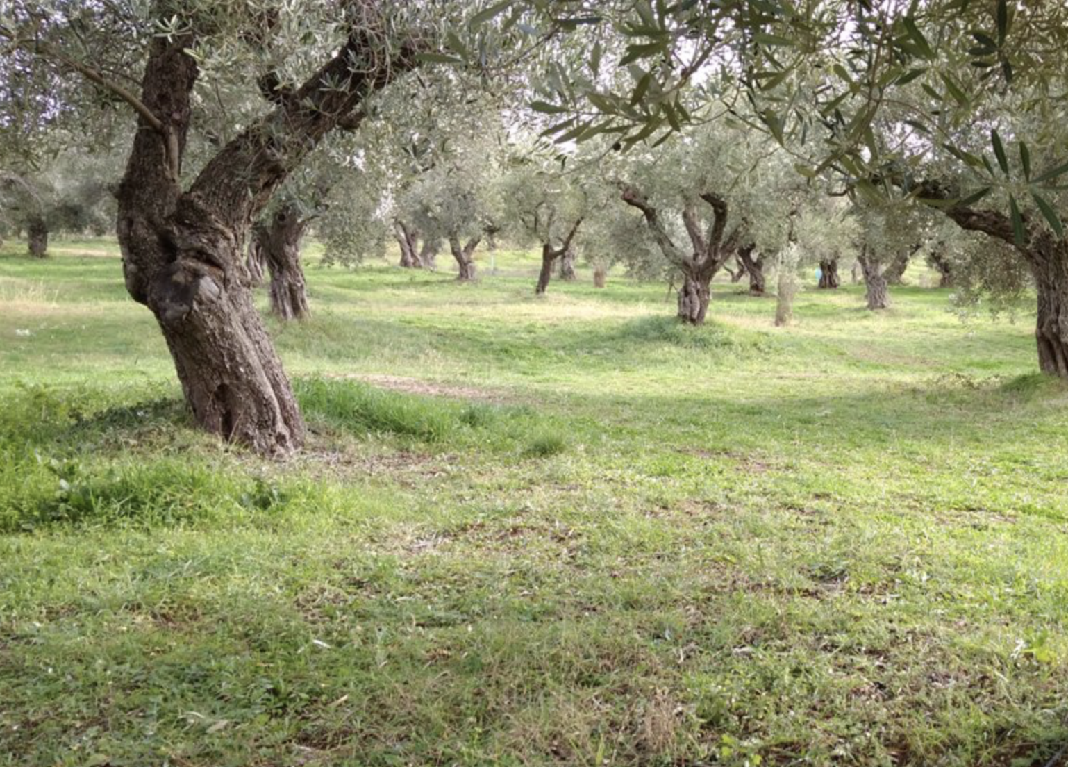 KONOS EVOO MAKRIS Domaine MICHELIS 4