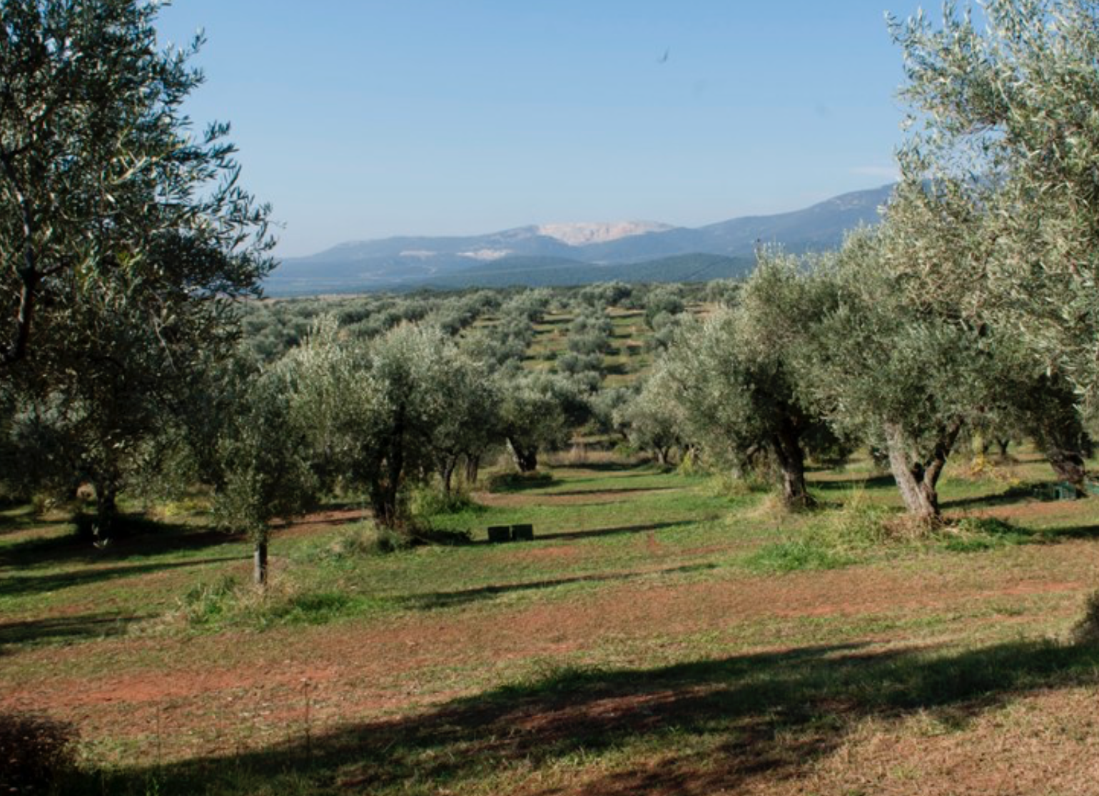 KONOS EVOO MAKRIS Domaine MICHELIS 10