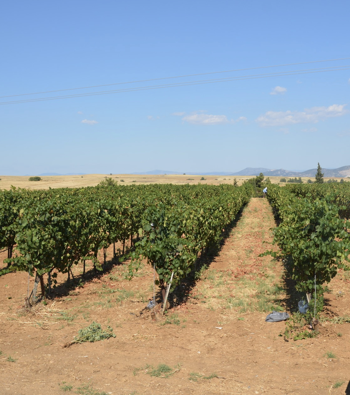 Spyropoulos Thanos Winery 6