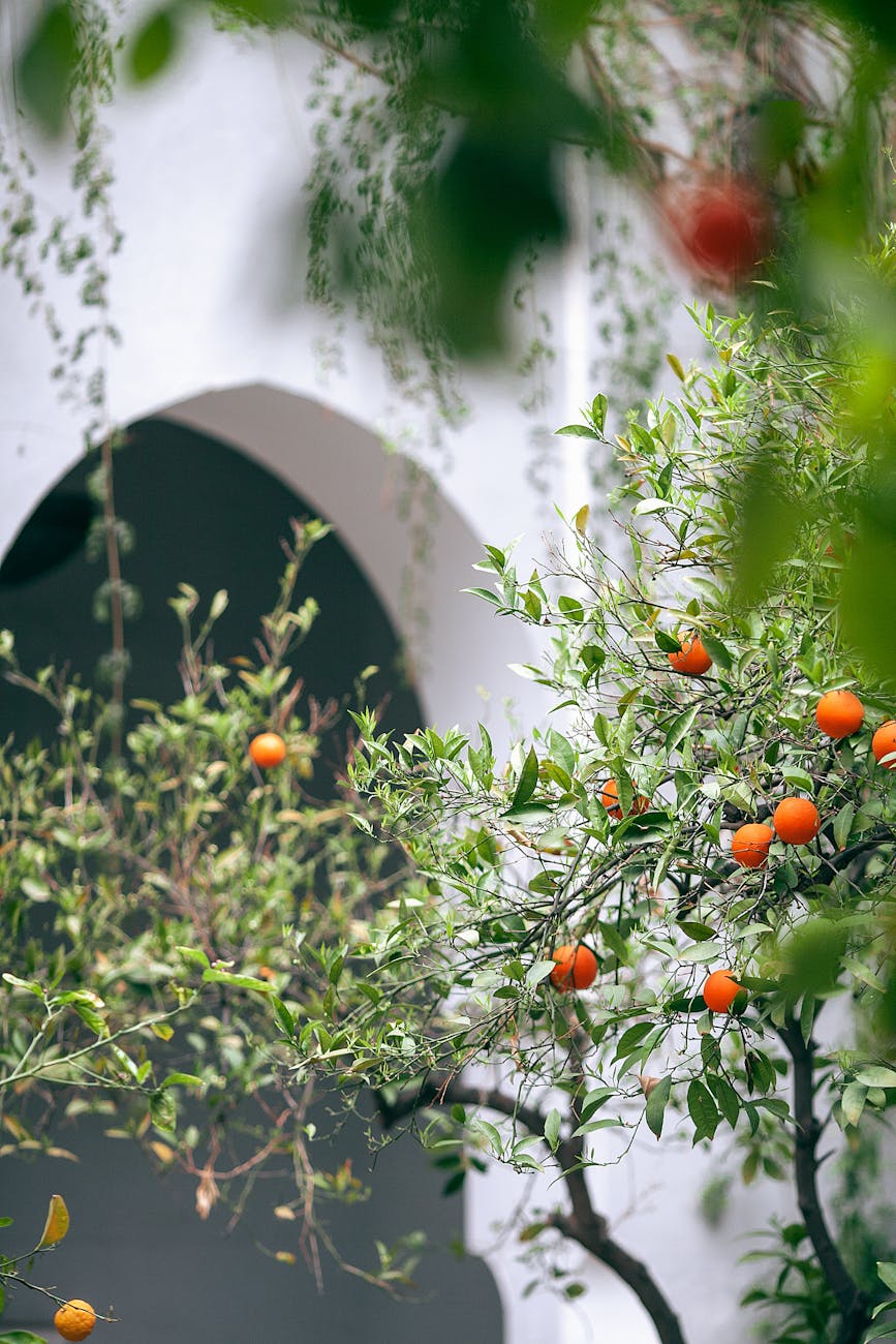 Fruits Ronds Rouges Sur Mur De Béton Blanc