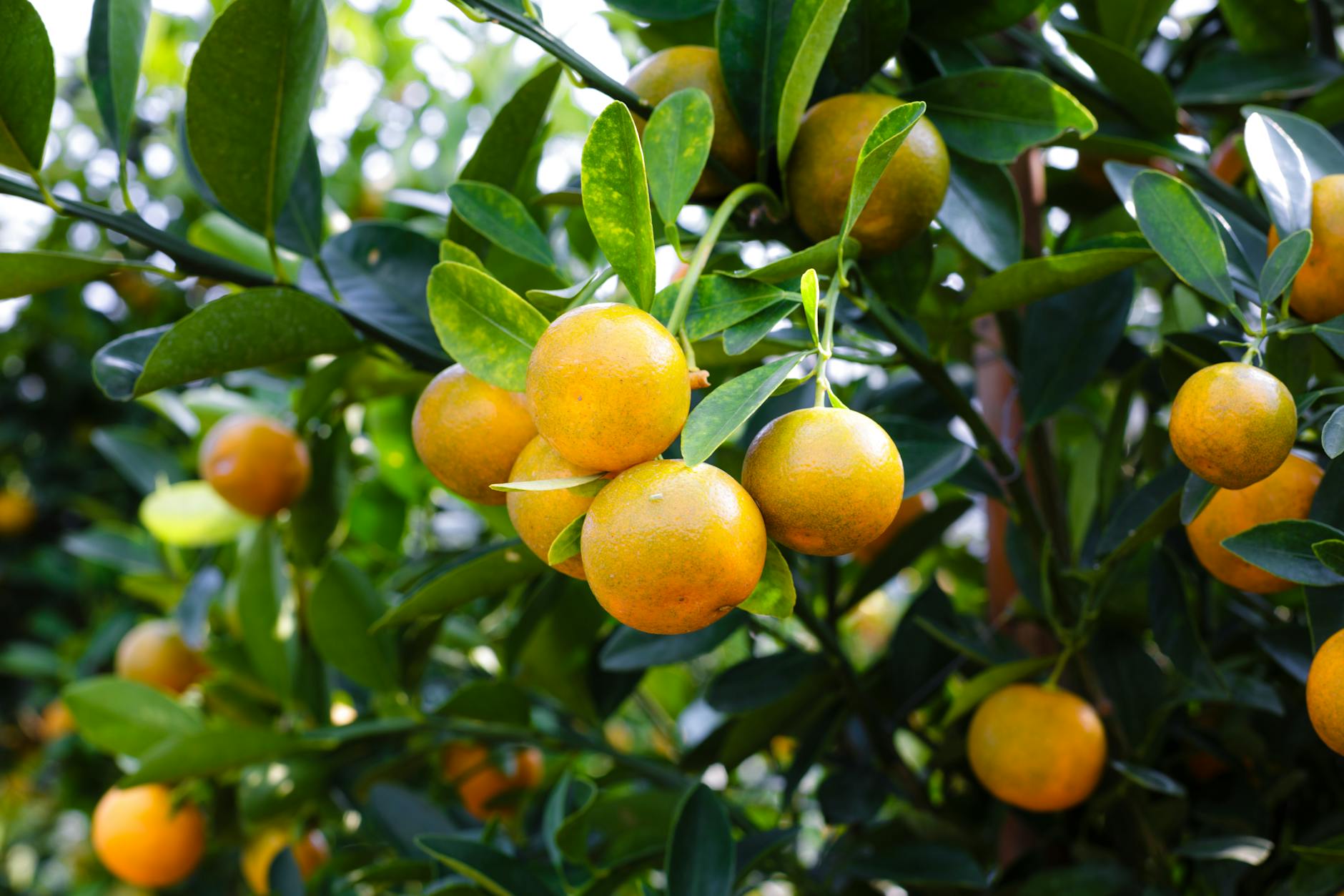 Mandarine