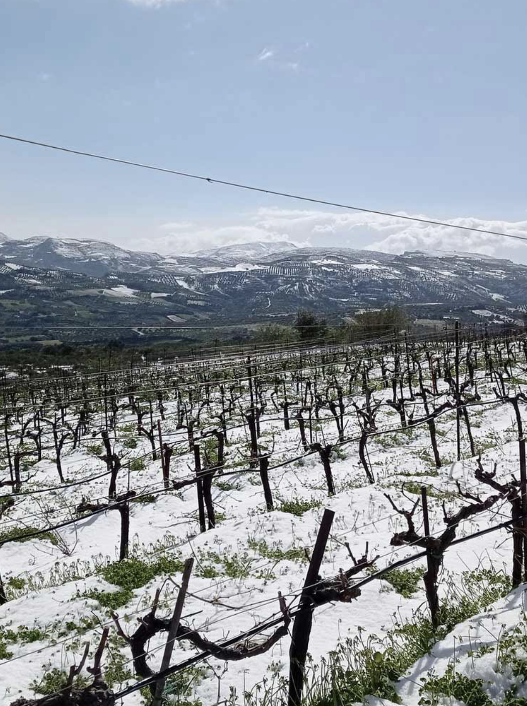 Domaine Silva Daskalaki IGP Crète Grèce 2