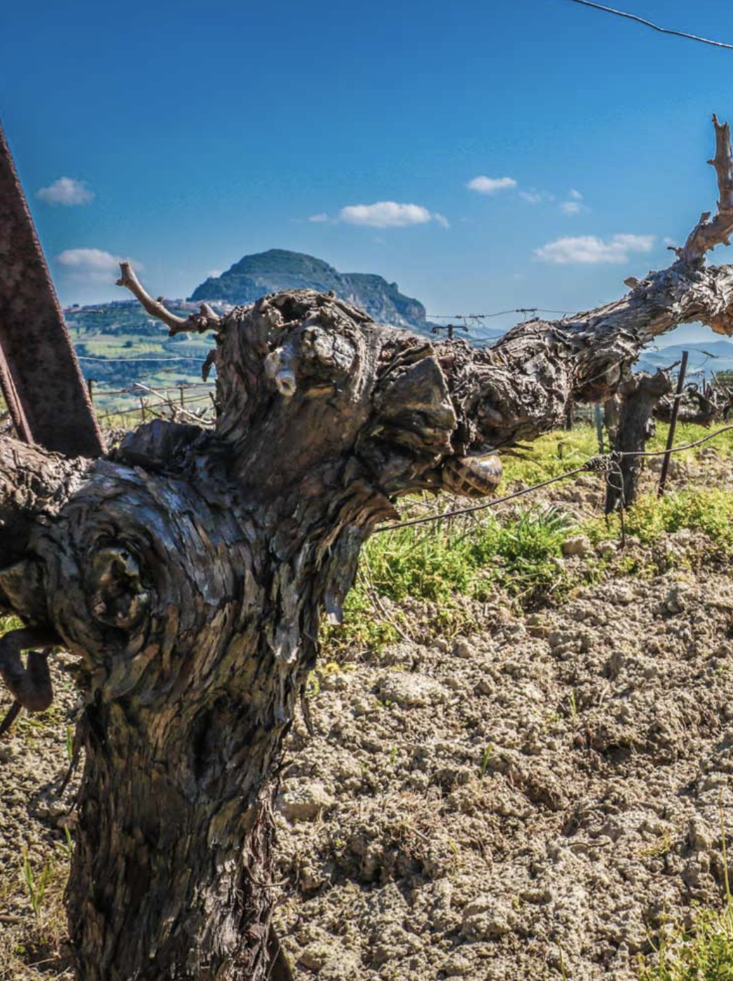 Domaine Silva Daskalaki IGP Crète Grèce 3