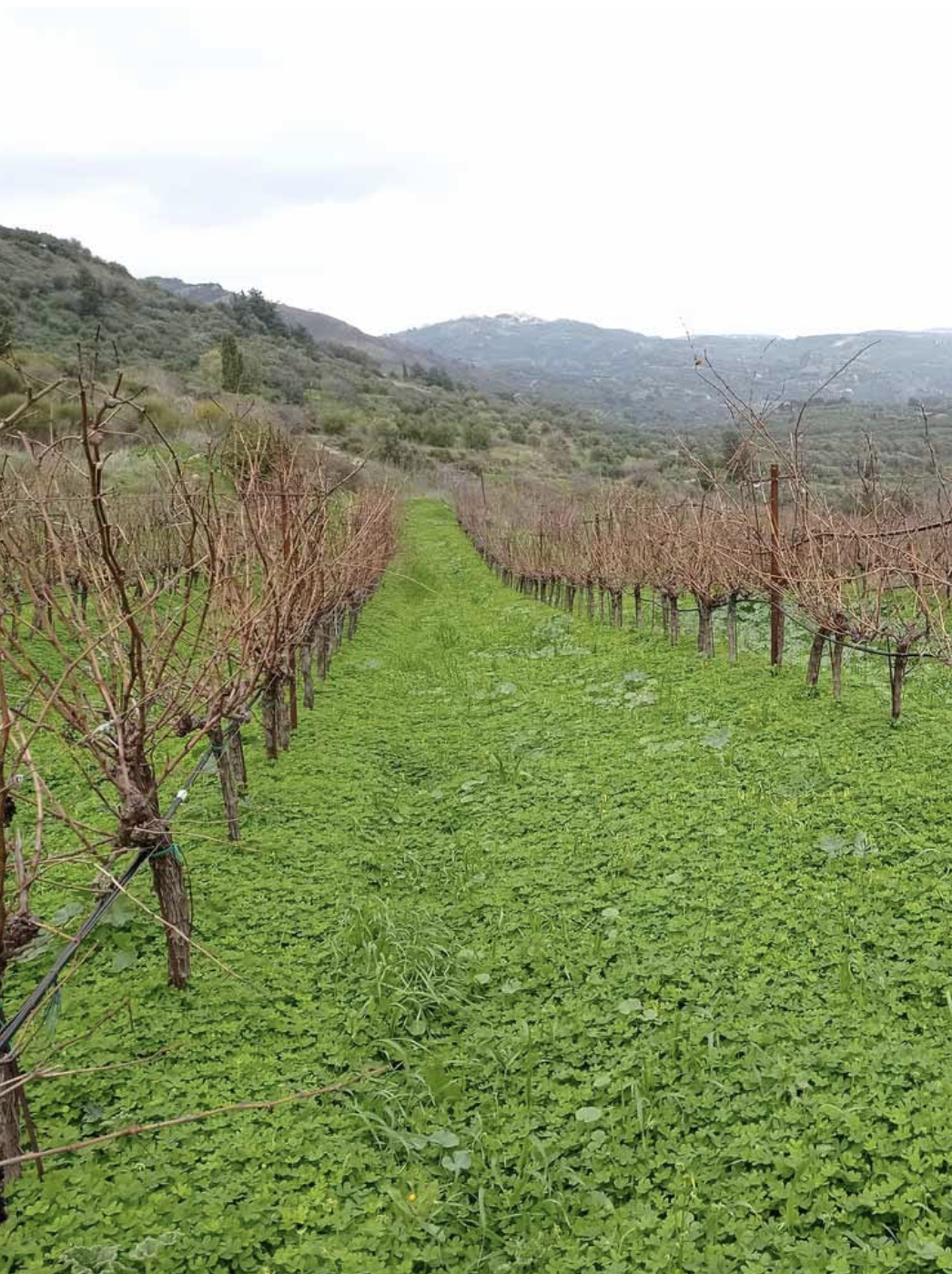 Domaine Silva Daskalaki IGP Crète Grèce 4