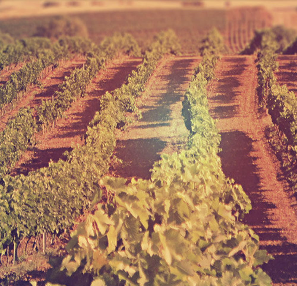 Domaine Gikas Winery Vin Blanc Sec Résiné Pine Forest 2022 IGP Pentes de Kithairon Attique Grèce 3
