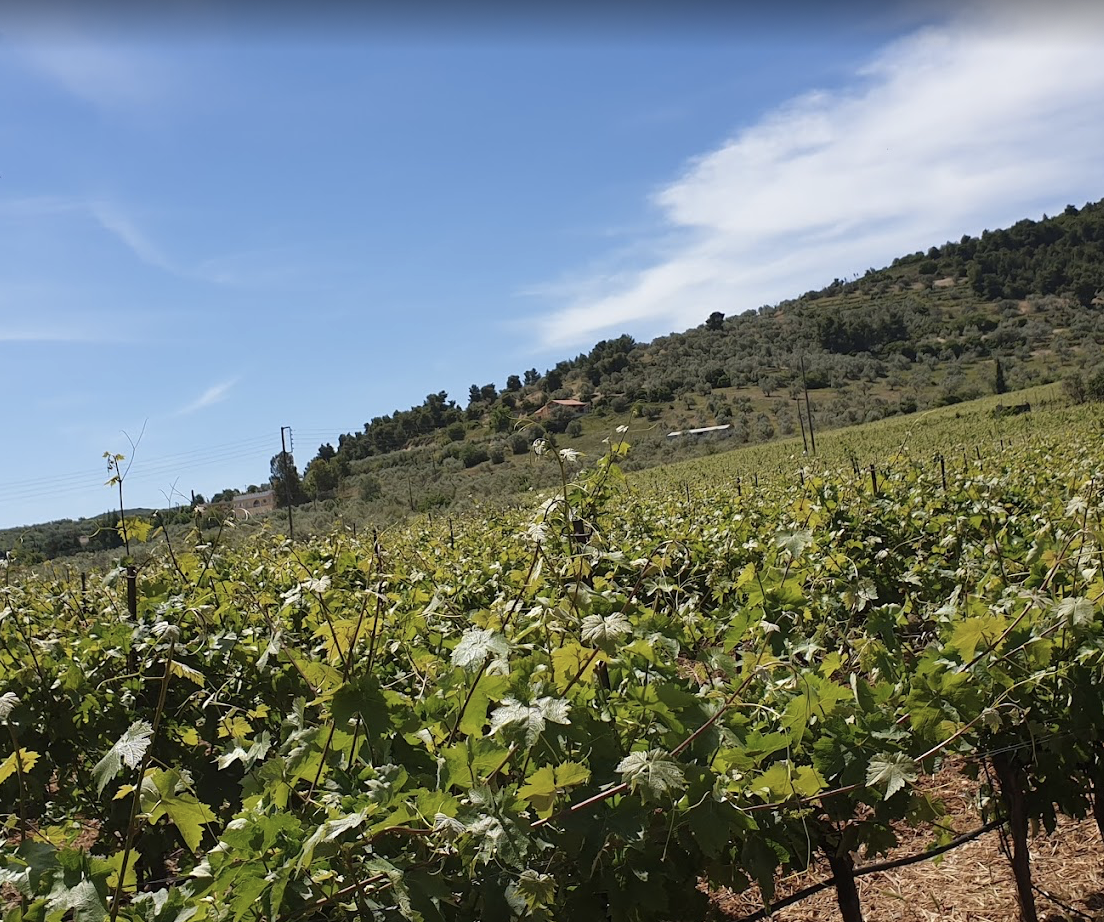 Domaine LAFAZANIS Cuvée Geometria Vins Sec IGP Péloponnèse Grèce 2