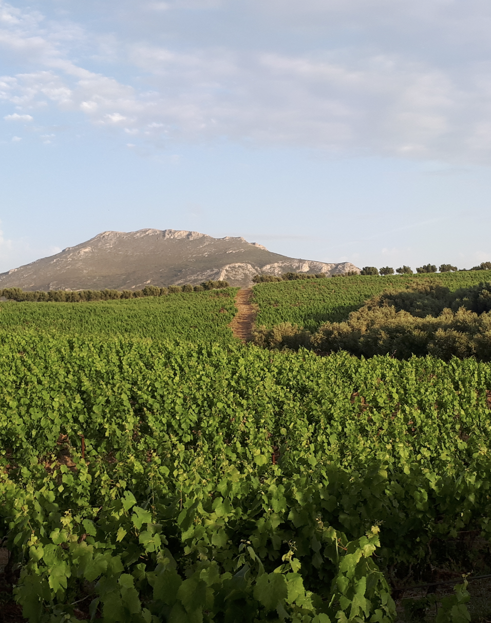 Domaine VATISTAS Ioannis Monocépage Autochtone Rare Kydonitsa Vin Blanc Sec IGP Laconie Péloponnèse Grèce 1