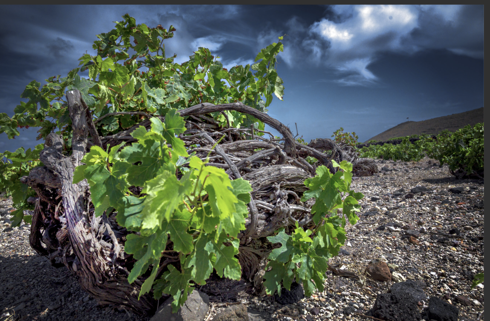 Artemis Karamolegos Pyritis Santorini Mega Cuvée 2023 Monocépage Assyrtiko A.O.P. Santorini 75 cl_4