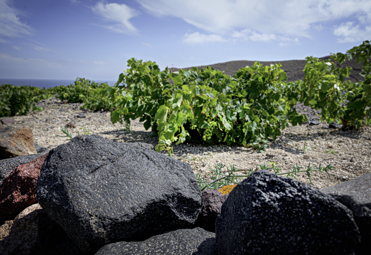 Artemis Karamolegos Pyritis Santorini Mega Cuvée 2023 Monocépage Assyrtiko A.O.P. Santorini 75 cl_3