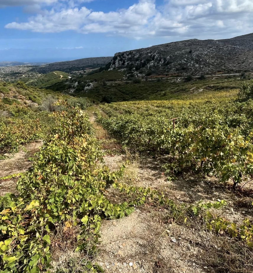 assyrtiko_zoumberakis