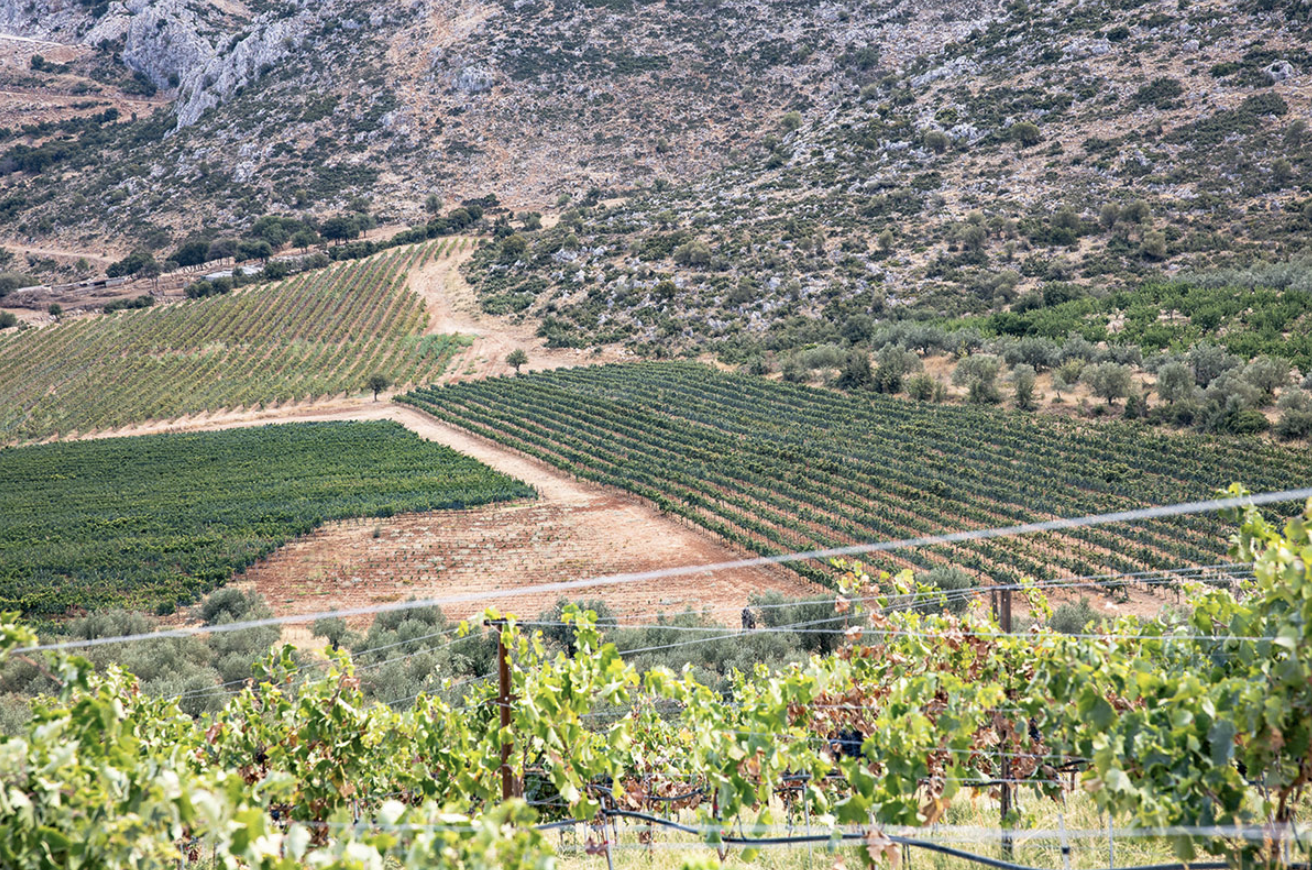Domaine LAFAZANIS Péloponnèse 1