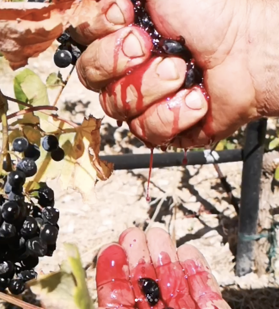 Domaine AMPELOURGEIN Erotodiomataris Vin Rouge Sec Bio Nature Vignes Franches 100 ans Cépages Kotsifali Mandilaria Crète 14% vol 2022 010