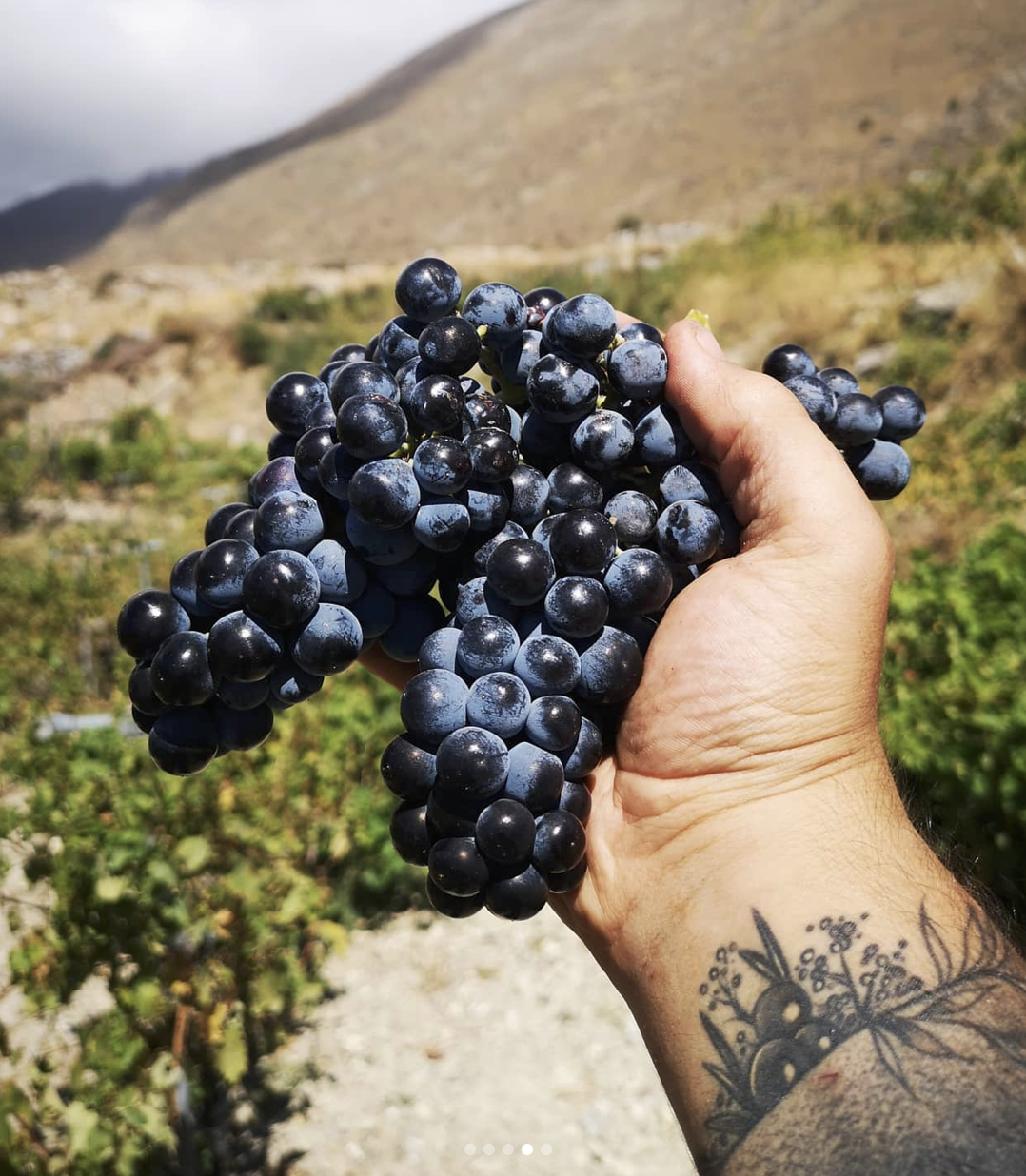 Domaine AMPELOURGEIN Erotodiomataris Vin Rouge Sec Bio Nature Vignes Franches 100 ans Cépages Kotsifali Mandilaria Crète 14% vol 2022 5
