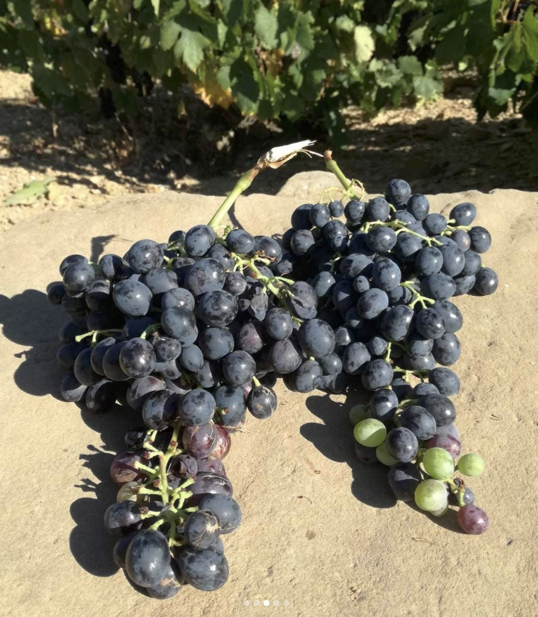 Domaine AMPELOURGEIN Erotodiomataris Vin Rouge Sec Bio Nature Vignes Franches 100 ans Cépages Kotsifali Mandilaria Crète 14% vol 2022 4