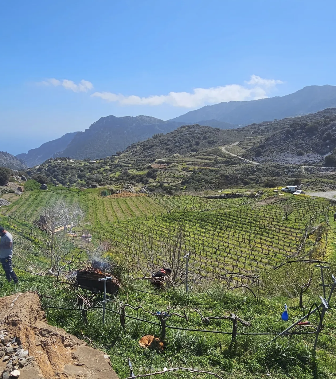 Domaine AMPELOURGEIN Vins Bios Natures Vignes Franches 100 ans Crète Lassithi 4