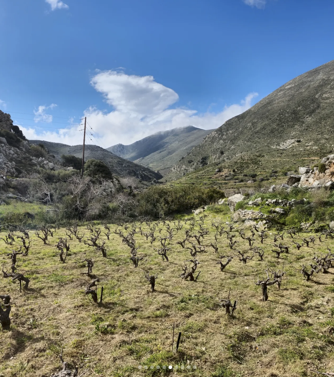 Domaine AMPELOURGEIN Vins Bios Natures Vignes Franches 100 ans Crète Lassithi 5