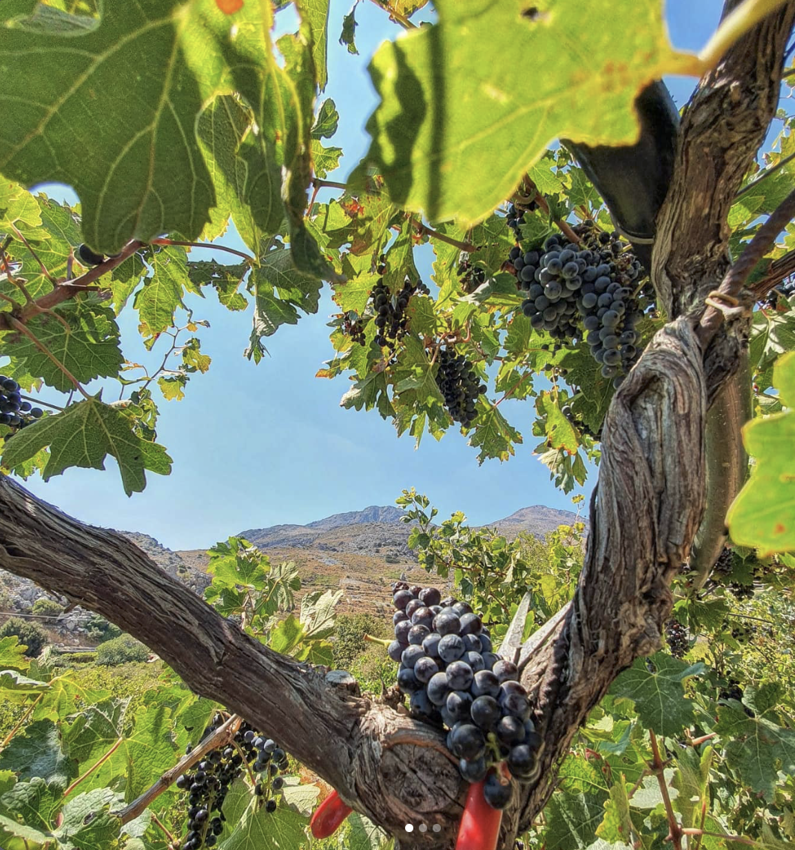 Domaine AMPELOURGEIN Vins Bios Natures Vignes Franches 100 ans Crète Lassithi 12