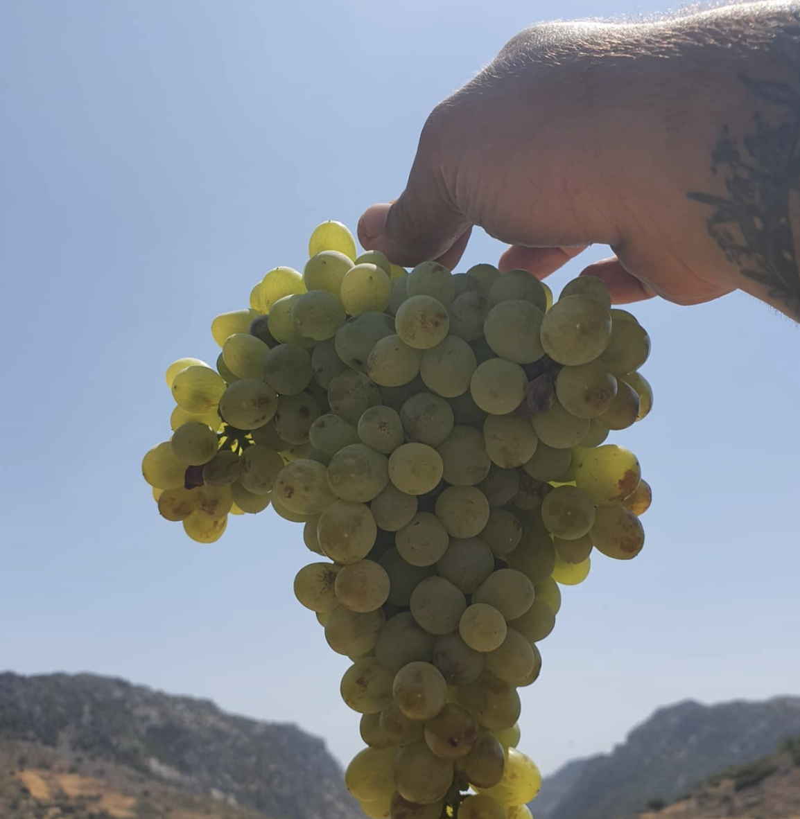Domaine AMPLELOURGEIN Anthosmia Vin Blanc Sec Bio Nature Vignes Franches 100 ans Cépages Thrapsathiri Dafni Muscat de Spinas Crète 14% 2024 1