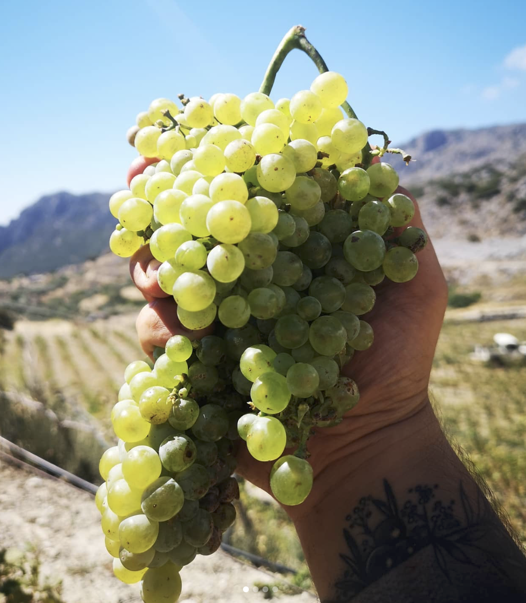 Domaine AMPLELOURGEIN Anthosmia Vin Blanc Sec Bio Nature Vignes Franches 100 ans Cépages Thrapsathiri Dafni Muscat de Spinas Crète 14% 2024 001