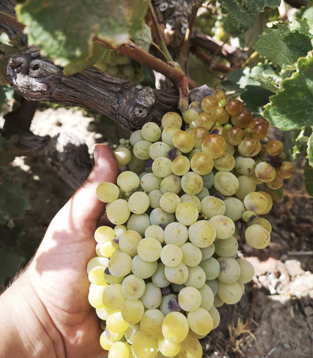 Domaine AMPLELOURGEIN Anthosmia Vin Blanc Sec Bio Nature Vignes Franches 100 ans Cépages Thrapsathiri Dafni Muscat de Spinas Crète 14% 2024 003