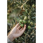 Olives Vertes