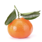 Mandarine Chios Citrus