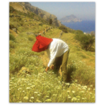 AEGEAN HERBS MAN_WITHHAT