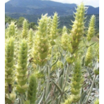 Sideritis Scardica du Mont Olympe 1