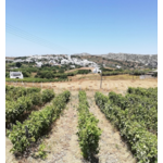 VAPTISTIS WINERY TINOS 14