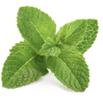 Menthe Verte Feuilles Entières BIO de Grèce pour Infusion 15g GRIZO PRASINO